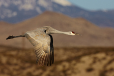 ��������� ������� (Sandhill Crane | Grus canadensis)