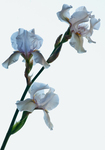 Iris'�