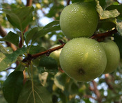 Green apples